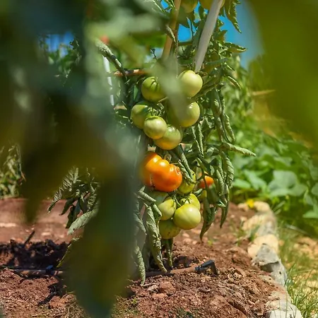 Mobile Homes At 2* ウグリャン